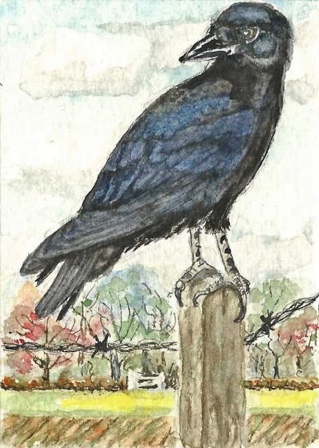 Black Crow (455x640) (455x640)